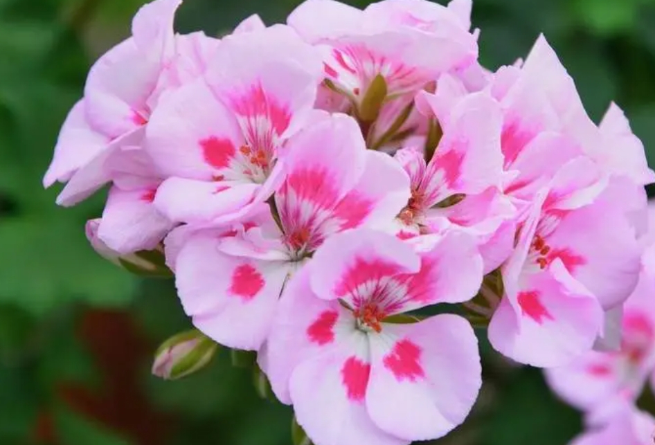 夏日綠植扦插計(jì)劃：天竺葵扦插種植攻略，讓陽臺(tái)四季如春
